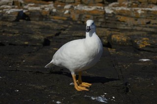 Falkland adaları hava tahmini