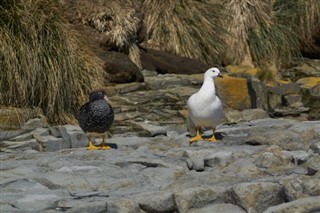Falklandsøerne vejrudsigt