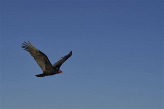 Falkland adaları hava tahmini