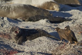 les îles Falkland prévisions météorologiques