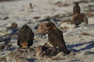 Falkland Isole previsioni del tempo