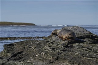 Falklandsøerne vejrudsigt