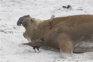 Falkland Islands weather forecast