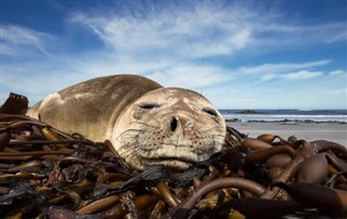 Falklandsøerne vejrudsigt