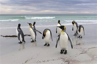 Falkland adaları hava tahmini