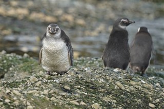 Falkland Islands weather forecast