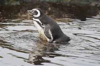 Falkland Isole previsioni del tempo