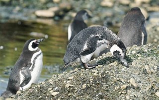 Falkland Islands weather forecast
