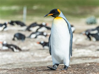 Falklandsøerne vejrudsigt