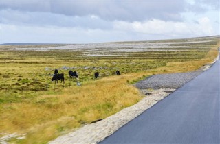 Falkland adaları hava tahmini