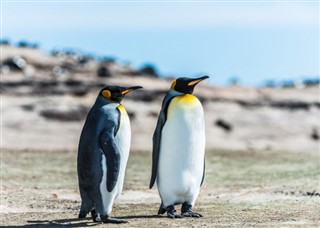Falkland adaları hava tahmini