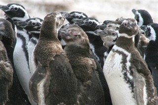 Falkland Isole previsioni del tempo