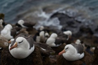 Falkland adaları hava tahmini