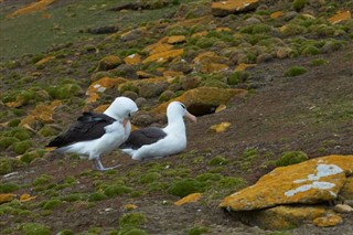 Falklandsøerne vejrudsigt
