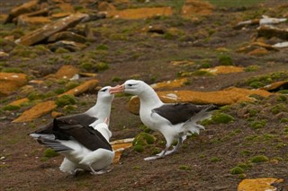 Falklandski otoci vremenska prognoza