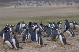 Falklandinsaaret sääennuste