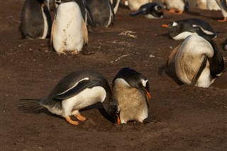 les îles Falkland prévisions météorologiques