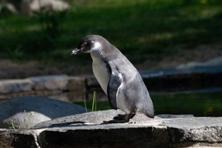 Falkland Isole previsioni del tempo