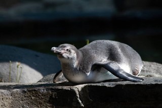 les îles Falkland prévisions météorologiques