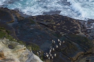 Falkland adaları hava tahmini
