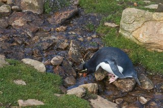 Falklandsøerne vejrudsigt