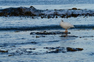 Falklandsøerne vejrudsigt