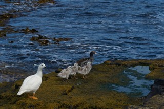 les îles Falkland prévisions météorologiques
