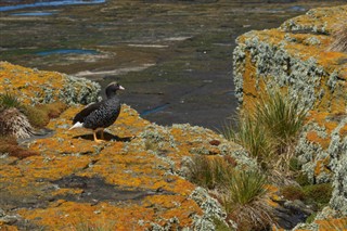Falklandsøerne vejrudsigt