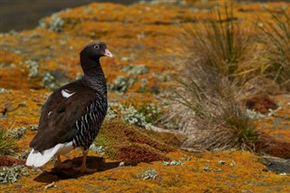 Falklandski otoci vremenska prognoza