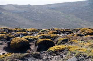 Falkland adaları Hava tahmini