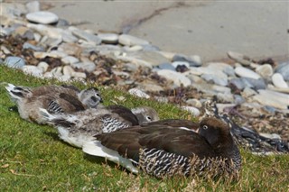 Falkland adaları hava tahmini