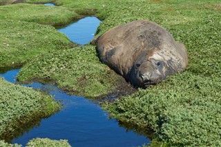 Falklandsøerne vejrudsigt