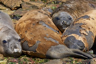 Falklandsøerne vejrudsigt