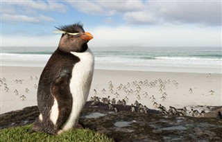 les îles Falkland prévisions météorologiques