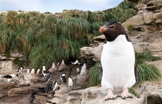 les îles Falkland prévisions météorologiques