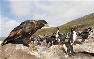 Falklandsøerne vejrudsigt