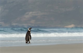 Falkland adaları hava tahmini