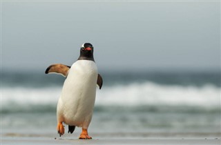 Falkland Eilanden weersvoorspelling