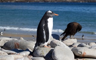 Falklandsøerne vejrudsigt