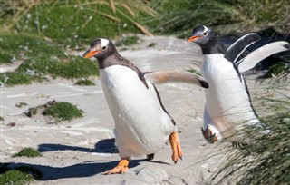 Falklandsøerne vejrudsigt
