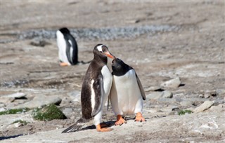 Falklandski otoci vremenska prognoza