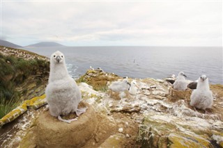 Falkland adaları hava tahmini