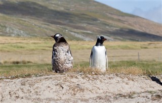 Falkland adaları hava tahmini