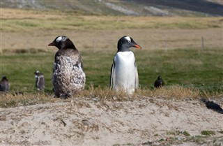 les îles Falkland prévisions météorologiques