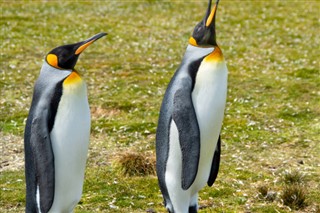 Falklandski otoci Vremenska prognoza