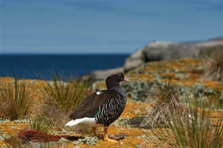 Falkland adaları hava tahmini