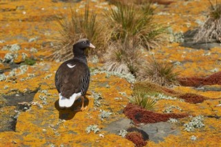 Falklandsøerne vejrudsigt