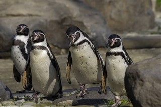 les îles Falkland prévisions météorologiques