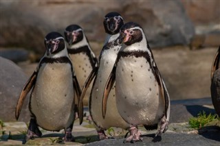 Falkland Isole previsioni del tempo