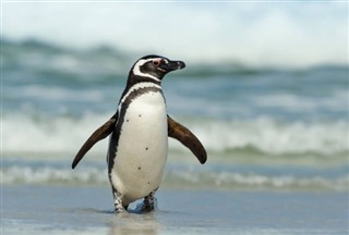 Falklandsøerne vejrudsigt